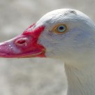 Mallard
